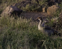 Oca Egiziana - Alopochen aegyptiacus – Egyptian goose Foto n. POA5968