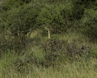 Gazzella giraffa, gerenuk o gherenuc, Litocranius walleri  Foto n. POA2529