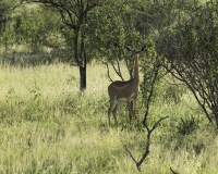 Antilope giraffa - gerenuk o gherenuc -Litocranius walleri Foto n. POA2543
