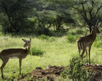 Impala – Aepyceros melampus- Impala Foto n. POA2550