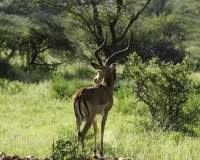 Impala – Aepyceros melampus- Impala Foto n. POA2550