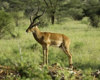 Impala – Aepyceros melampus- Impala Foto n. POA2550