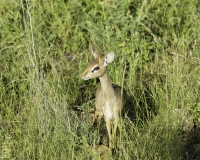 Piccola antilope - dik-dik – Madoqua kirkii Foto n. POA2562