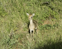 Piccola antilope - dik-dik – Madoqua kirkii Foto n. POA2565