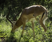 Impala – Aepyceros melampus- Impala Foto n. POA2573