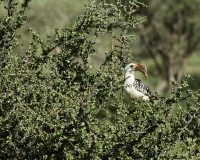 Bucero beccogiallo - Tockus leucomelas -Yellow Billed Horbill Foto n. POA2602