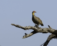 Francolino dal collo nudo-The Yellow-necked Spurfowl or Yellow-necked Francolin -Pternistis leucoscepus Foto n. POA2604