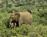 Elefante – Loxodonta africana – Elephant  Foto n. POA2615