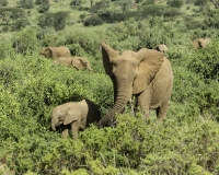 Elefante – Loxodonta africana – Elephant  Foto n. POA2620