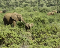 Elefante – Loxodonta africana – Elephant  Foto n. POA2630