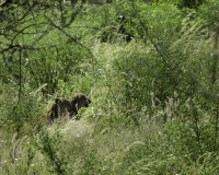 Leopardo - Panthera pardus – Leopard Foto n. POA2660