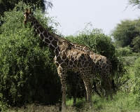 Giraffa reticolata- Giraffa camelopardalis reticulata – Giraffe Foto n. POA2672