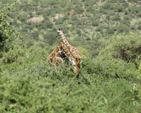 Giraffa reticolata- Giraffa camelopardalis reticulata – Giraffe Foto n. POA2698
