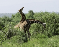 Giraffa reticolata- Giraffa camelopardalis reticulata – Giraffe Foto n. POA2713