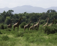 Giraffa reticolata- Giraffa camelopardalis reticulata – Giraffe Foto n. POA2703