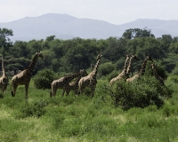 Giraffa reticolata- Giraffa camelopardalis reticulata – Giraffe Foto n. POA2732