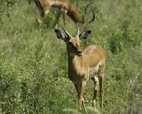Impala – Aepyceros melampus- Impala Foto n. POA2747
