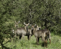 Antilope  - Cobo - Kobus Ellipsiprymnus Ogilby  -  Waterbuck Foto n. POA2753