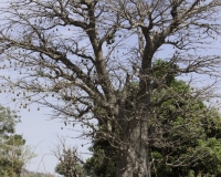 Reportage Guinea Conacry Marzo 2011