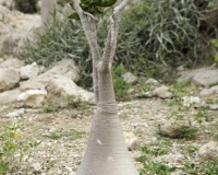 Albero bottiglia, Adenium obesum sokotranum a Foto n. 0045