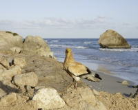 Condor sulla Spiaggia di Ahrar  Foto n. 0088