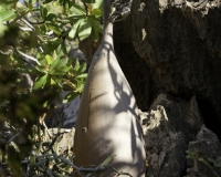 Albero bottiglia, Adenium obesum sokotranum a Foto n. 0231