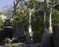 Albero bottiglia, Adenium obesum sokotranum a Foto n. 0234