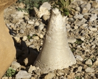 Albero bottiglia, Adenium obesum sokotranum a Foto n. 0240