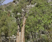 Albero bottiglia, Adenium obesum sokotranum a Foto n. 0238