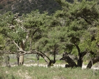 Albero della Mirra e dell\'Incenso sulla strada per Wadi Ayhaft Foto n. 0288