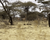 Antilope Giraffa Gherenuk lungo la strada per Weyto Etiopia Foto n. 11_0090