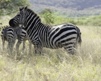 Arba Minch Parco di Nechsar: Zebre di Barchel Etiopia Foto n. 23_0016