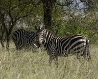 Arba Minch Parco di Nechsar: Zebre di Barchel Etiopia Foto n. 23_0030