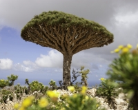Dragon Tree sull\'altopiano di Dixam a Socotra Foto n. AOK0502