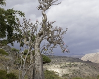 Albero Bottiglia, Adenium obesu, sull\'altopiano di Dixam a Socotra Foto n. AOK0568