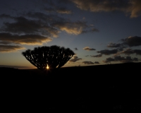 Tramonto con il Dragon Tree sulla strada per Hadibu Socotra Foto n. AOK0694