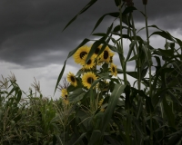 Girasoli vicino il Villaggio Lokatap nella Karamoja Uganda Foto n. AOK2002