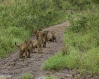 Leoni nel Kidepo National Park Uganda Foto n. AOK 2070
