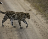 Leopardo nel Elizabeth National Park Uganda Foto n. AOK2687