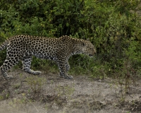 Leopardo nel Elizabeth National Park Uganda Foto n. AOK2690