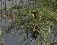 Jacana  africana -Actophilornis africanus -  African Jacanas  Foto AOK n. 4421