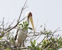 Tantalo beccogiallo - Mycteria ibis -Yellow billed storks Foto AOK n. 4666