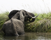 Elefante – Loxodonta africana – Elephant Foto AOK n. 4766