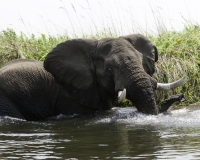 Elefante – Loxodonta africana – Elephant Foto AOK n. 4767