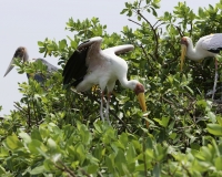 Tantalo beccogiallo -  Mycteria ibis -Yellow billed storks Foto AOK n. 4799