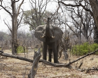 Elefante – Loxodonta africana - Elephant Foto AOK n. 4971