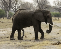 Elefante . Loxodonta africana . Elephant Foto AOK n.5038