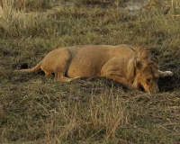 Leone – Phantera leo – Lion Foto AOK n. 5075