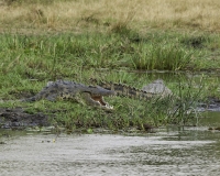 Coccodrillo – Crocodylia - Crocodrile Foto AOK n. 5155