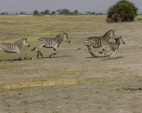 Zebra- Equus zebra – ZebraFoto AOK n. 5400